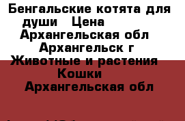 Бенгальские котята для души › Цена ­ 25 000 - Архангельская обл., Архангельск г. Животные и растения » Кошки   . Архангельская обл.